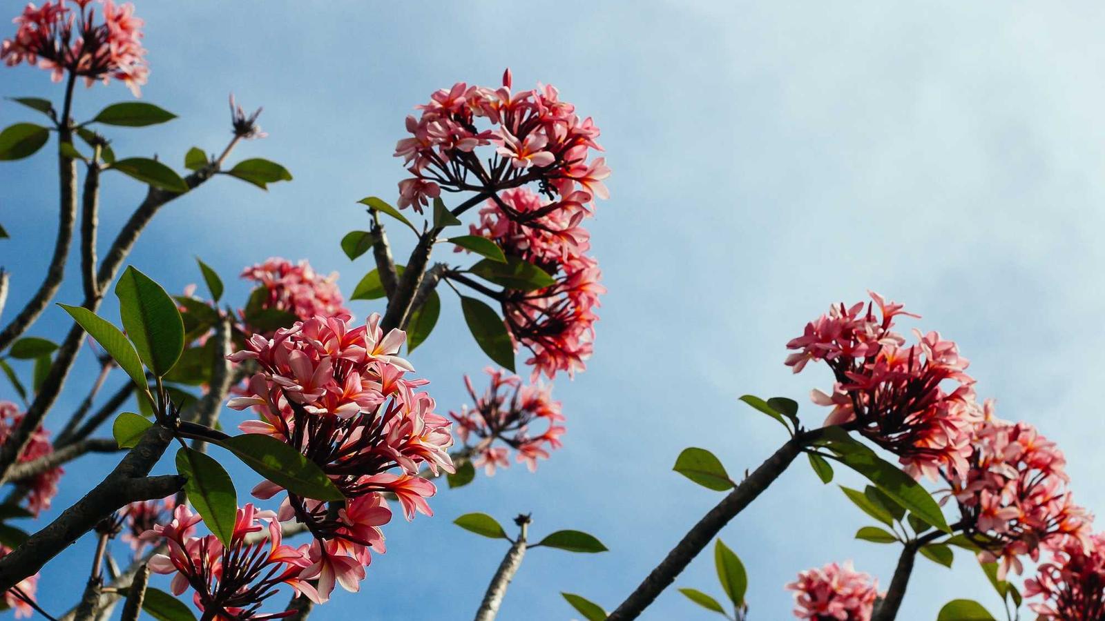 Collaborative Workspace